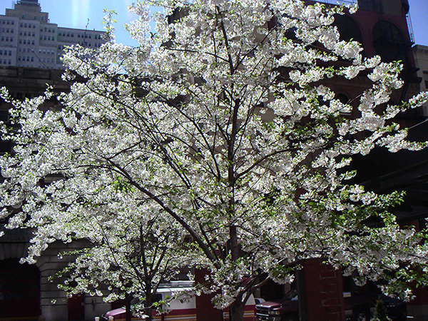 MINOLTA DIGITAL CAMERA